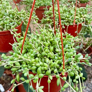 Limited Offer 6&quot; String of Watermelon | Hanging Succulent | Trailing Plant