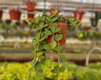 Peperomia Hope | Trailing Succulent | String Plant | Hanging Houseplant in 4", 6" pot