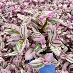 Tradescantia Nanouk | Pink Wandering Jew | Pink Houseplant