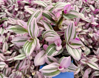 Tradescantia Nanouk | Pink Wandering Jew | Pink Houseplant