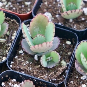 Puede incluir: Primer plano de varias pequeñas plantas suculentas en macetas con hojas verdes y bordes rojos. Las plantas están en macetas de plástico negro con tierra marrón.