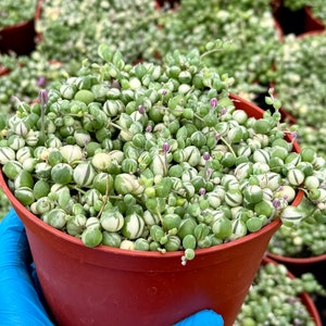 Variegated String of Pearls | Senecio Rowleyanus | Trailing Succulent in 2", 4", 6" pot afbeelding 3