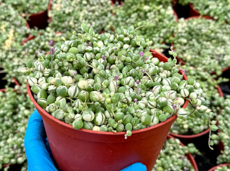 Variegated String of Pearls | Senecio Rowleyanus | Trailing Succulent in 2", 4", 6" pot afbeelding 3
