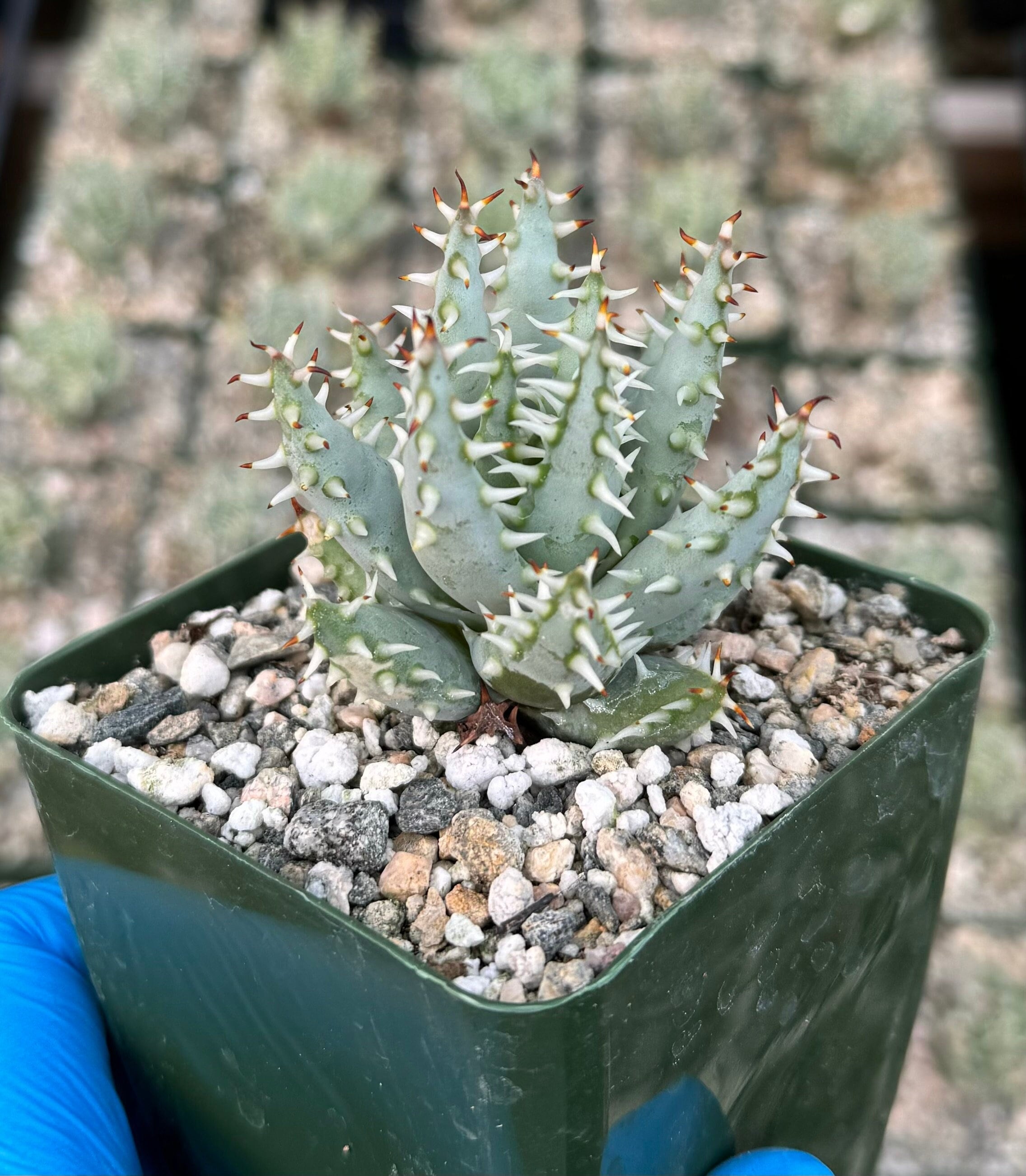 aloe vera purchaser Aloe Vera – rePotme main image 1