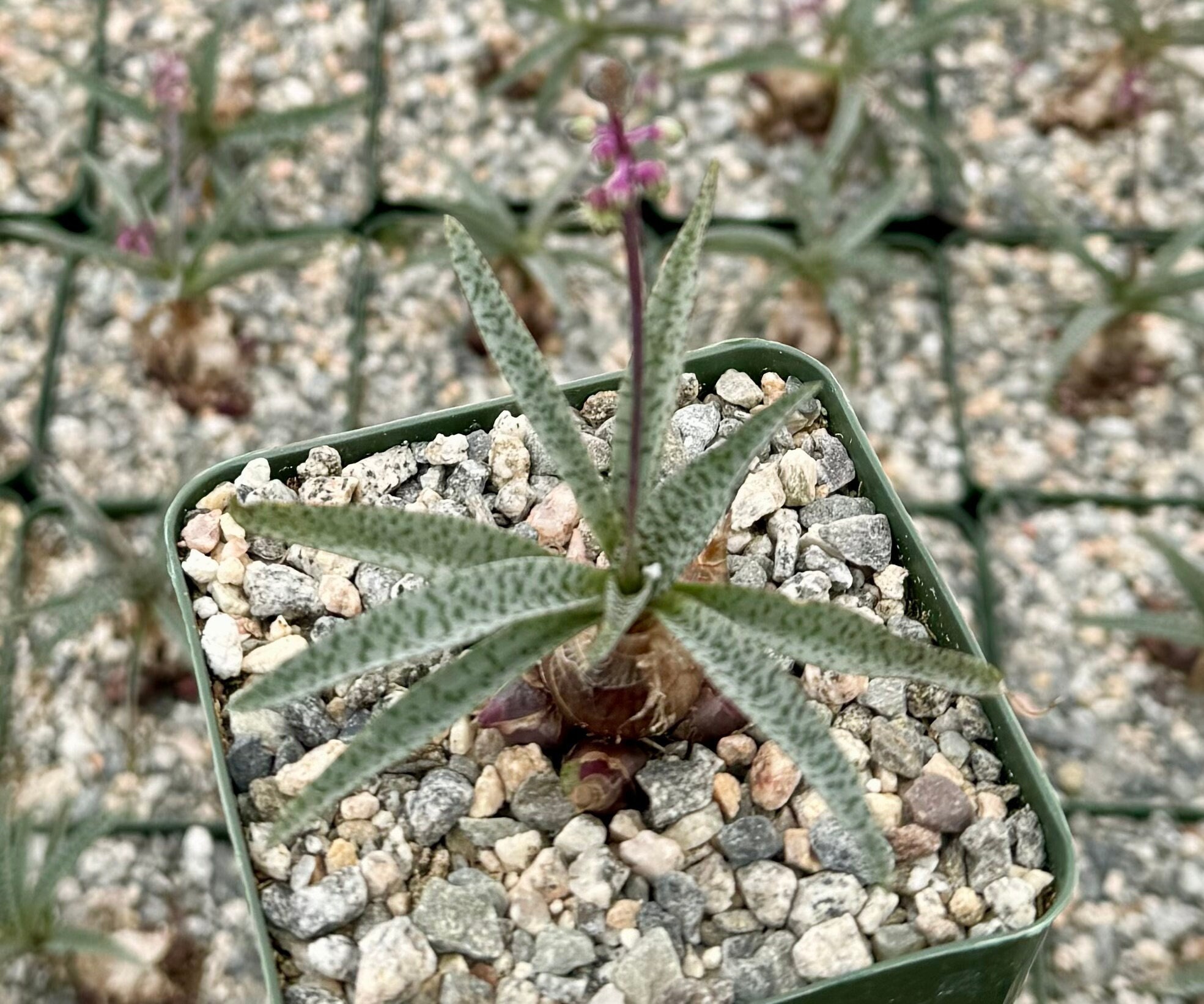 Pachypodium Gracilius - Etsy Pachypodium Gracilius - Etsy