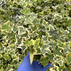 May include: A close-up of a variegated ivy plant with green and white leaves. The plant is being held in a gloved hand.