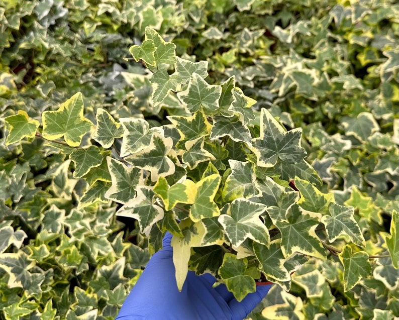 May include: A close-up of a variegated ivy plant with green and white leaves. The plant is being held in a gloved hand.