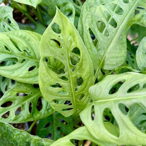 May include: Close-up of a Swiss cheese plant with large, green leaves that have many holes. The leaves are arranged in a cluster, with some overlapping.