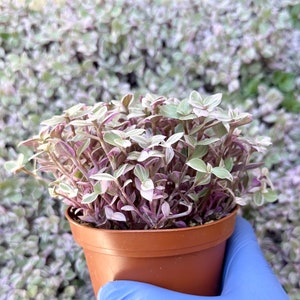 May include: A small potted plant with green and white leaves and purple stems. The plant is in a brown plastic pot.