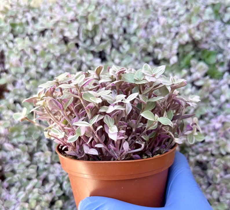May include: A small potted plant with green and white leaves and purple stems. The plant is in a brown plastic pot.