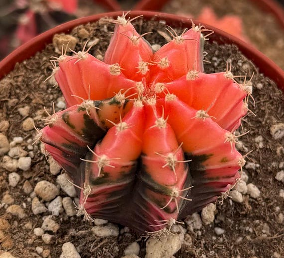 Variegated Gymnocalycium Cactus in 4