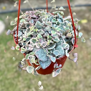 May include: A hanging planter filled with a trailing plant with variegated heart-shaped leaves. The leaves are a mix of green, white, and pink.