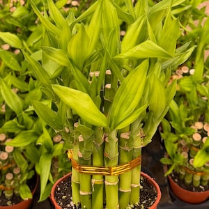 May include: A vibrant green lucky bamboo plant in a terracotta pot. The plant features multiple stalks bound together with a gold-colored band. The leaves are a bright green color, and the plant is surrounded by other similar plants.