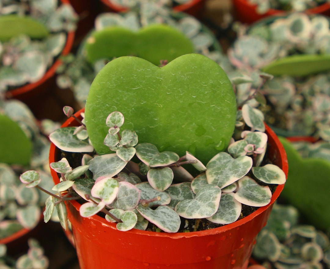 String of Hearts and Hoya Rare Succulents Plant Combo in 4 Pot Etsy