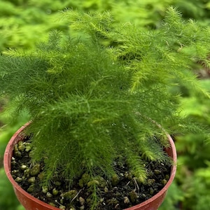 K&ouml;nnte beinhalten: Eine kleine, leuchtend gr&uuml;ne Pflanze mit federartigem Laub in einem Terrakotta-Topf. Die Pflanze steht im Mittelpunkt, mit einem verschwommenen Hintergrund aus &auml;hnlichen Pflanzen. Der Topf enth&auml;lt dunkle Erde und kleine Kieselsteine. Die Pflanze wirkt gesund.