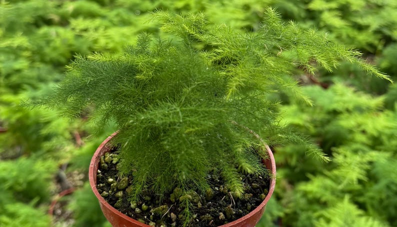 K&ouml;nnte beinhalten: Eine kleine, leuchtend gr&uuml;ne Pflanze mit federartigem Laub in einem Terrakotta-Topf. Die Pflanze steht im Mittelpunkt, mit einem verschwommenen Hintergrund aus &auml;hnlichen Pflanzen. Der Topf enth&auml;lt dunkle Erde und kleine Kieselsteine. Die Pflanze wirkt gesund.