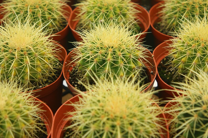BloomingVale Golden Barrel Cactus - Thumbnail 2