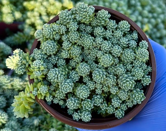 Sedum Dasyphyllum Major 4" | Rooted Succulent | Live Houseplant