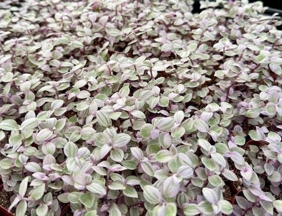 Pink Panther | Pink Houseplant | Pink Lady | Bolivian Jewel | Callisia Repens | Turtle Vine
