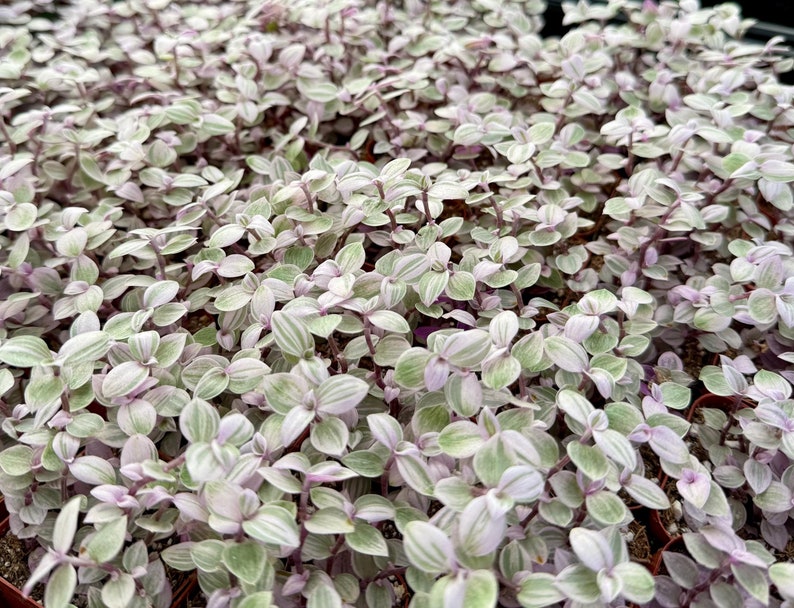May include: A close-up of a group of small plants with green and white striped leaves and pink stems. The plants are growing in small pots.