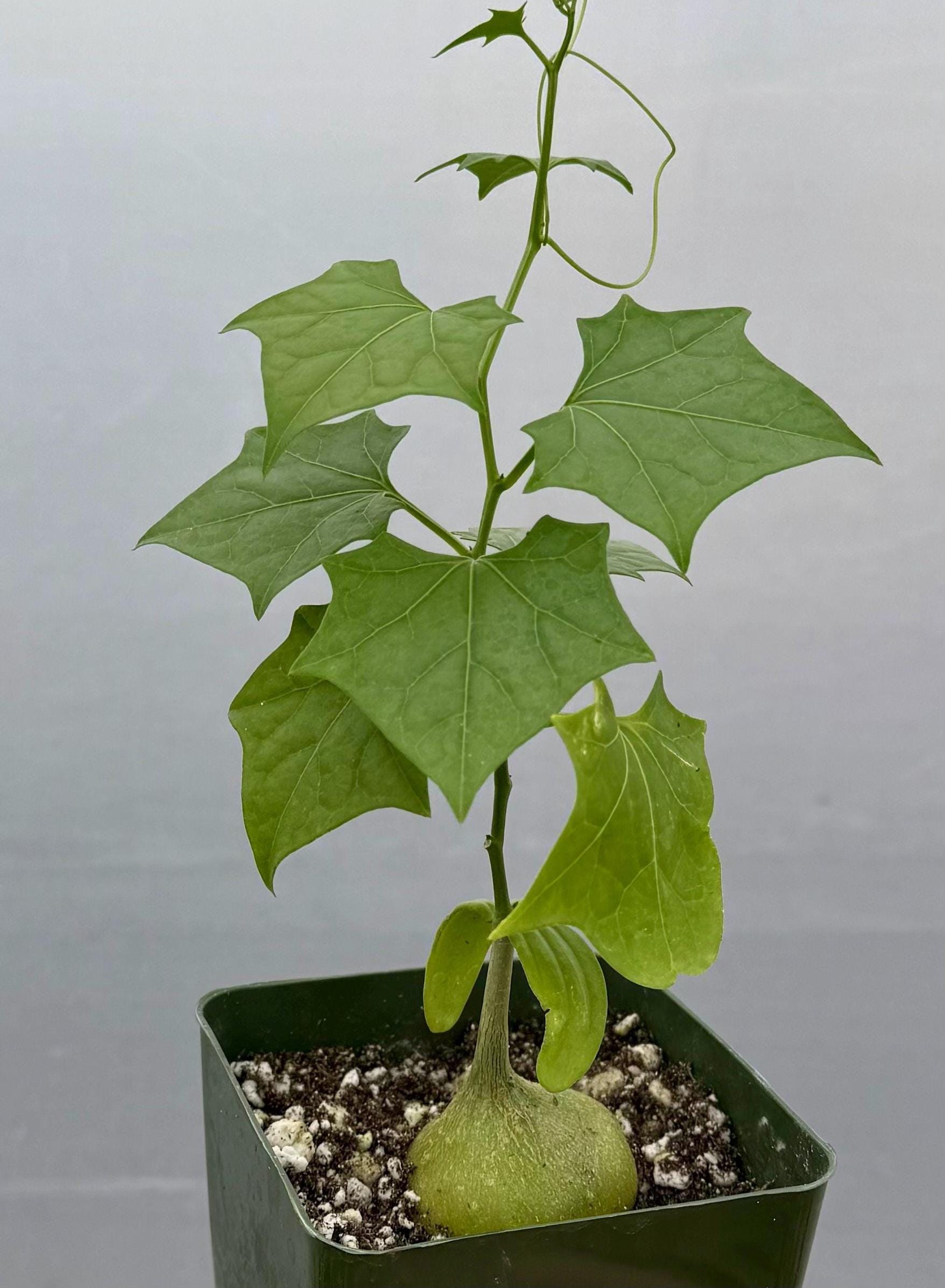 The Bigfoot | Gerrardanthus Macrorhizus | Caudex Plant in 4