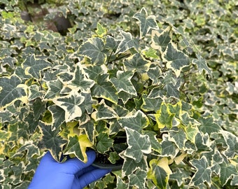 Gold Child Ivy | English Ivy | Climbing Houseplant | Trailing Plant