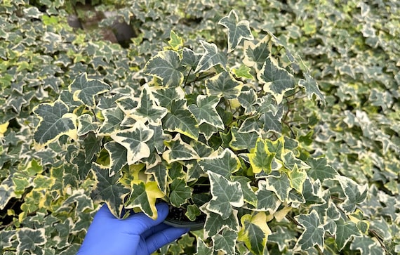Gold Child Ivy | English Ivy | Climbing Houseplant | Trailing Plant