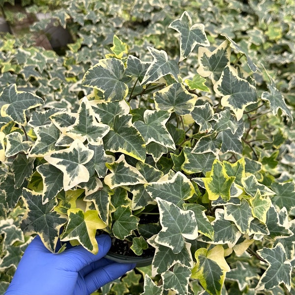 Gold Child Ivy | English Ivy | Climbing Houseplant | Trailing Plant