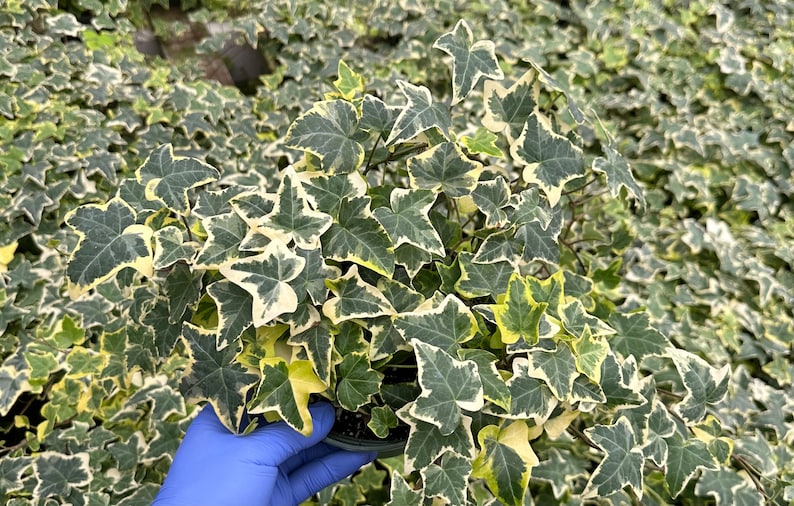 May include: A close-up of a potted plant with green and white variegated leaves. The plant is a type of ivy.