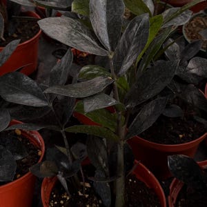 May include: Close-up of several ZZ plants in terracotta pots. The plants have dark, almost black, glossy leaves and stems. The leaves are oval-shaped and arranged in a symmetrical pattern. The pots are filled with dark soil.
