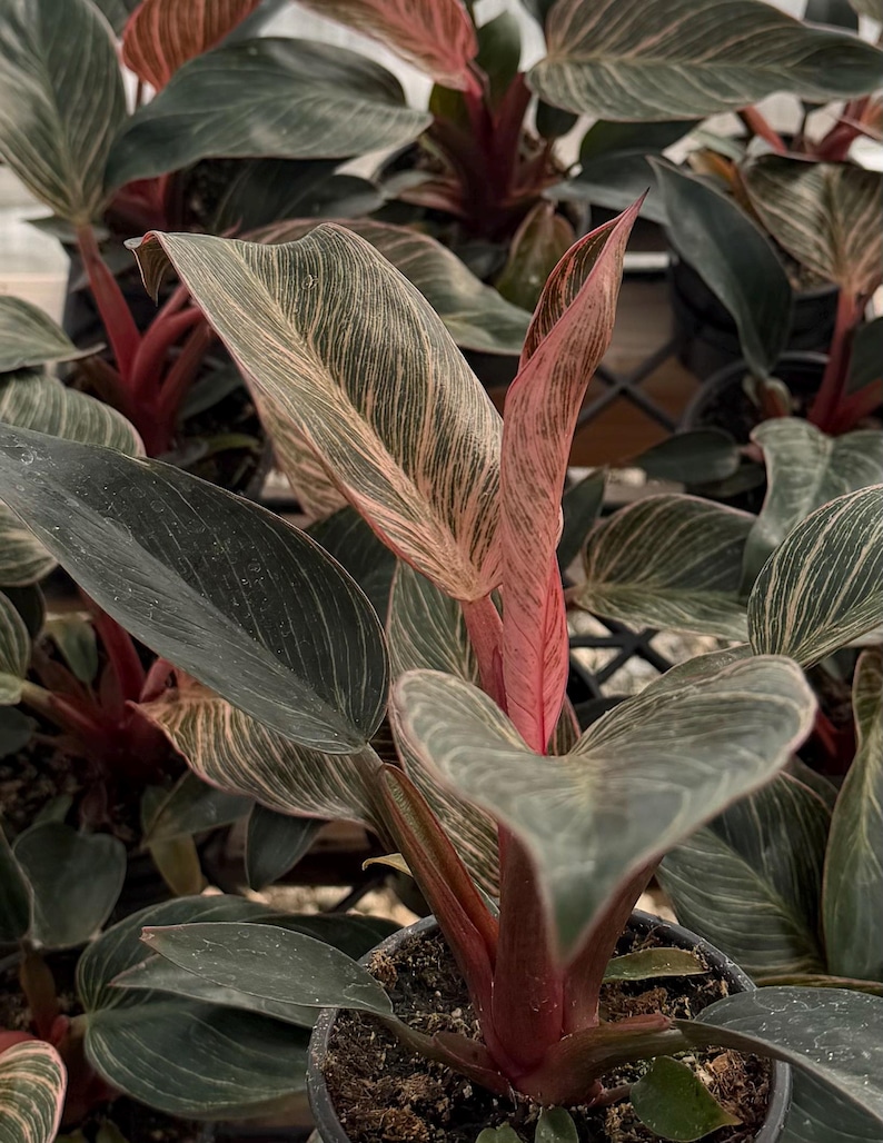 BloomingVale Philodendron - Thumbnail 5