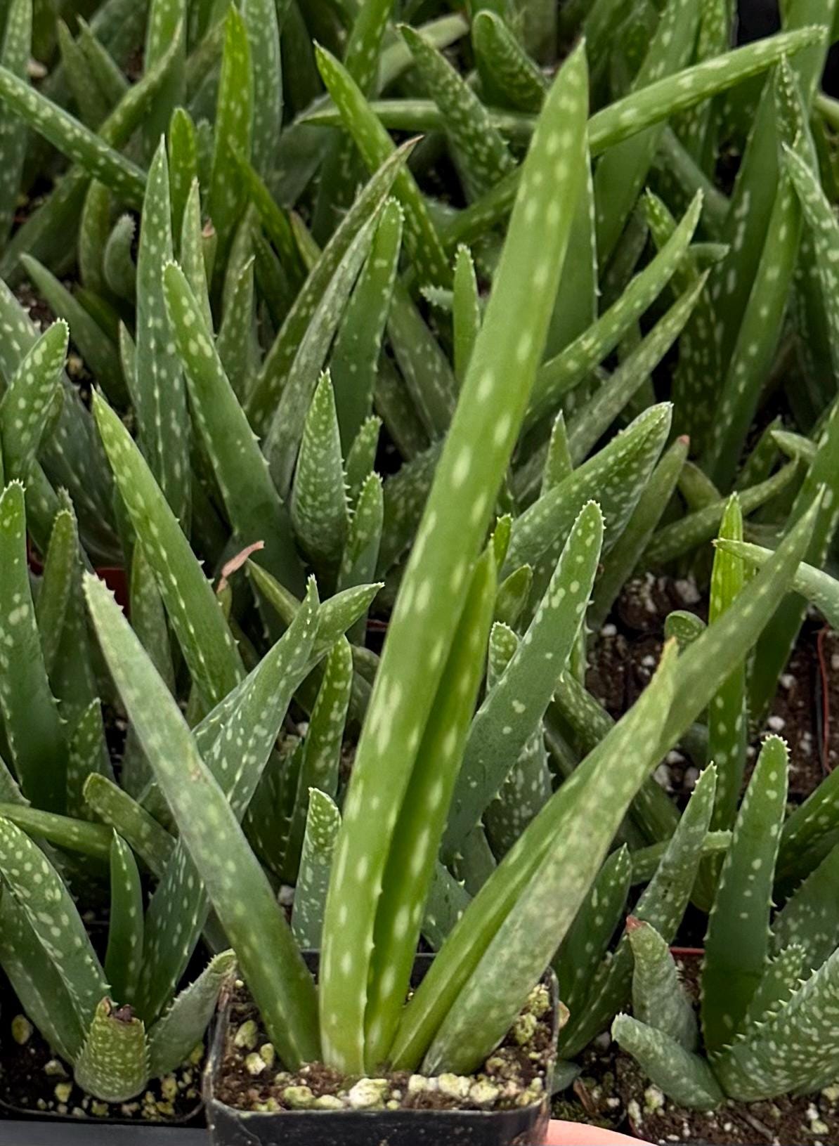White Aloe - Etsy