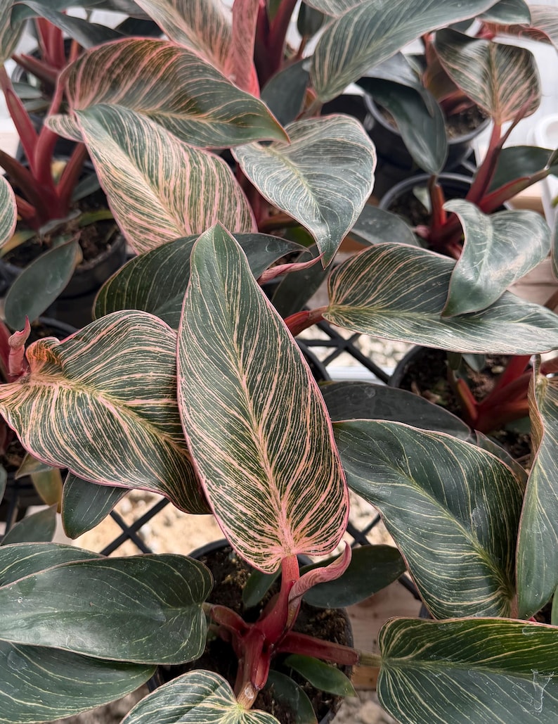 BloomingVale Philodendron