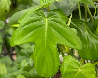 Hoya Papuana - Etsy