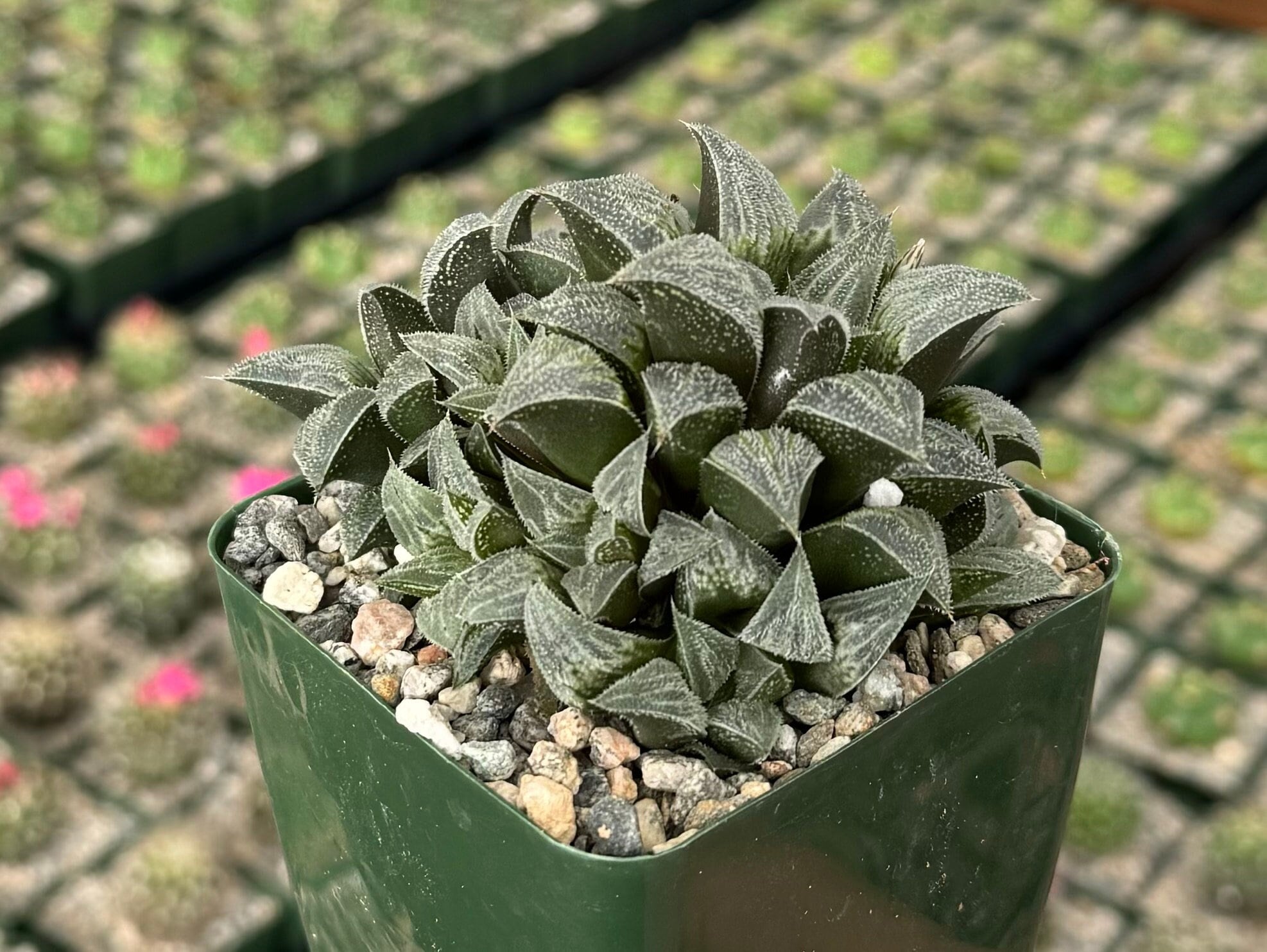 Haworthia Emelyae | Fuzzy Succulent | Easy Care Plant in 3" pot