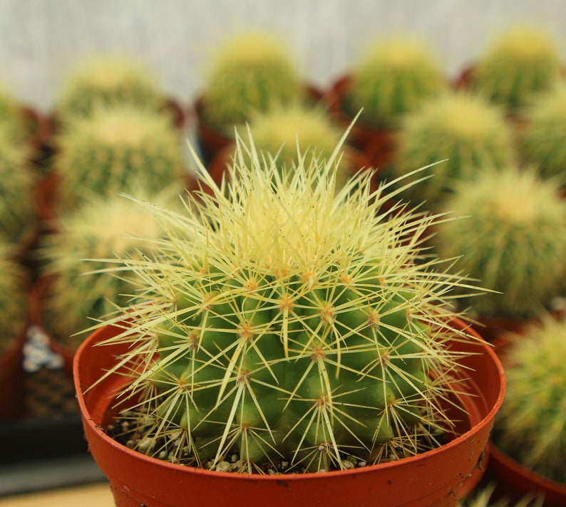 BloomingVale Golden Barrel Cactus