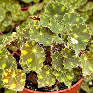 May include: A close-up of a potted plant with large, round leaves. The leaves are a dark green with bright yellow-green spots and edges. A small white flower is visible. The plant is in a terracotta pot.