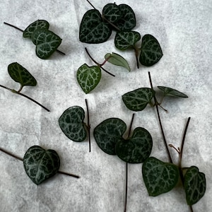 May include: A collection of green heart-shaped leaves with white veins, scattered on a white surface.