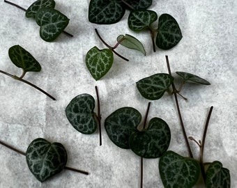 String of Hearts Cutting | Ceropegia Woodii 10 nodes cuttings