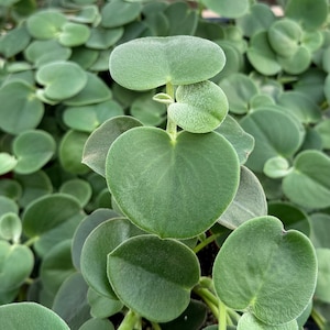 May include: Close-up of a Peperomia plant with heart-shaped, green leaves. The leaves have a velvety texture and are arranged in a dense, overlapping pattern. The plant is a vibrant green color, with some leaves showing a slight gray hue.