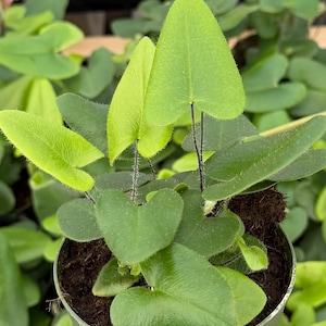 May include: A close-up of a potted plant with heart-shaped leaves. The leaves are a vibrant green color, with some leaves having a lighter, almost yellow-green hue. The stems are dark and slender. The plant is in a green pot.