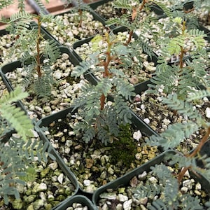 May include: A close-up shot of several small plants in individual square pots. The plants have delicate, feathery, blue-green leaves and reddish-brown stems. The pots are filled with small, light-colored pebbles and a bit of green moss.