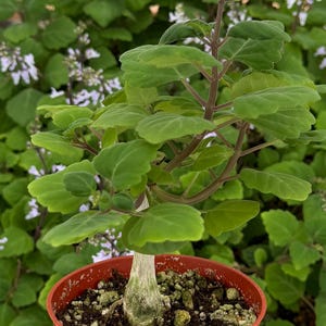 May include: A potted plant with vibrant green leaves and a thick, light-colored stem. The plant is in a small, round, red-orange pot filled with soil and small rocks. The background features more green foliage and small purple flowers.