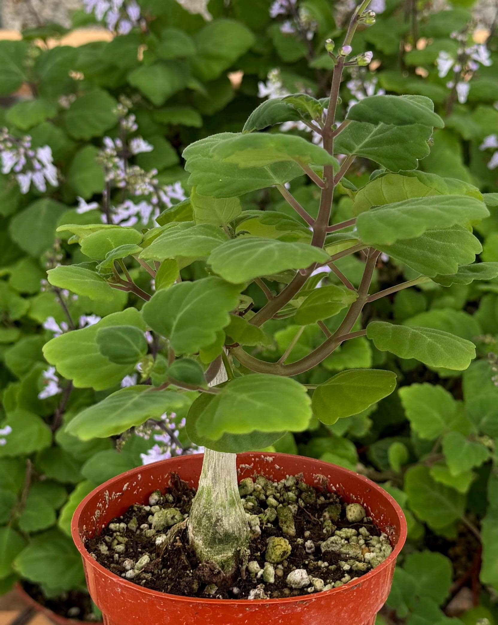 Bonsai Spurflower | Plectranthus Ernstii | Rare Plant in 4" Pot - Etsy