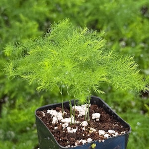 Asparagus Fern | Rare Houseplant in 4" pot 2" pot