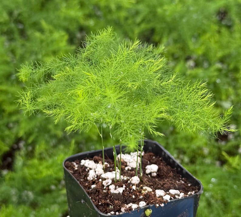 Asparagus Fern | Rare Houseplant in 4" pot 2" pot