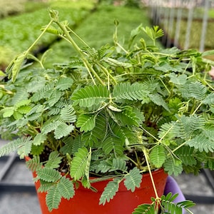 Sensitive Plant | Mimosa Pudica | Rare Plant | Tropical Plant | Live Plant in 4", 6" pot 6" pot