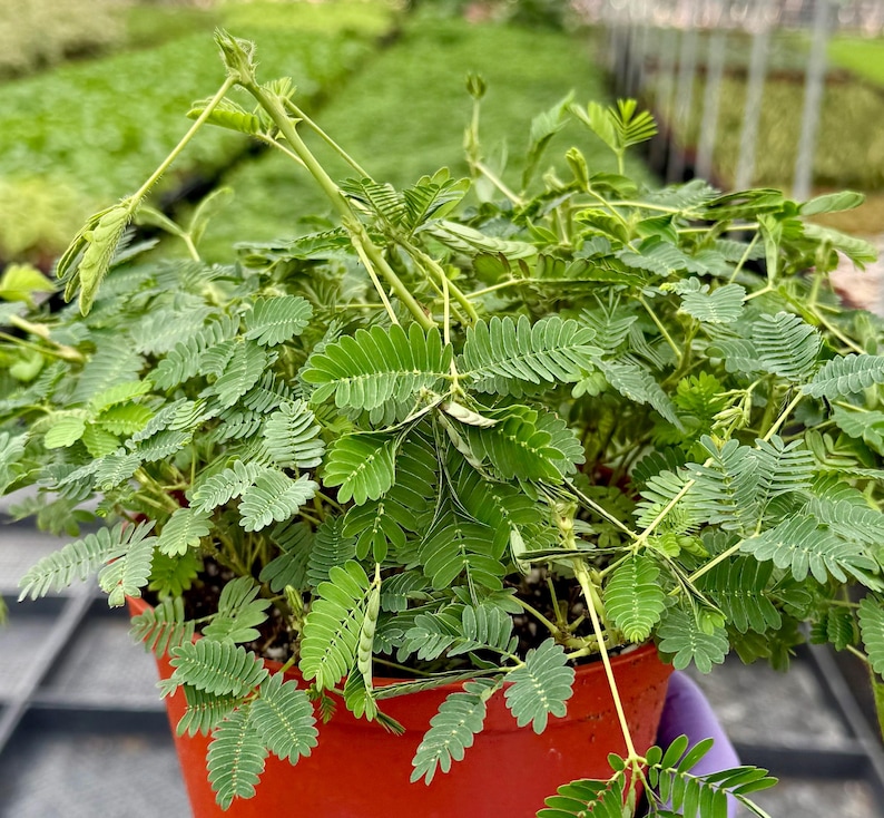 Sensitive Plant | Mimosa Pudica | Rare Plant | Tropical Plant | Live Plant in 4", 6" pot 6" pot