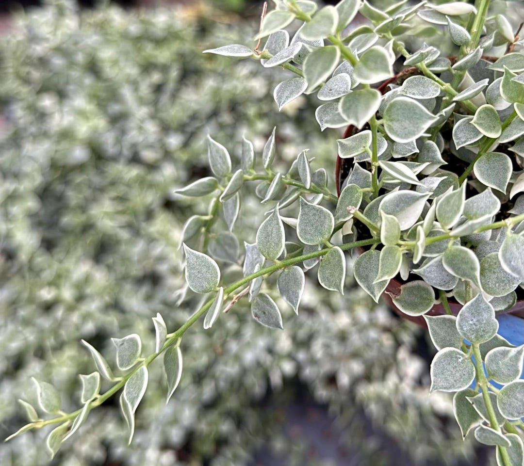 Dischidia Million Hearts | Variegated Plant | Trailing Succulent | Live Plant in 3" pot