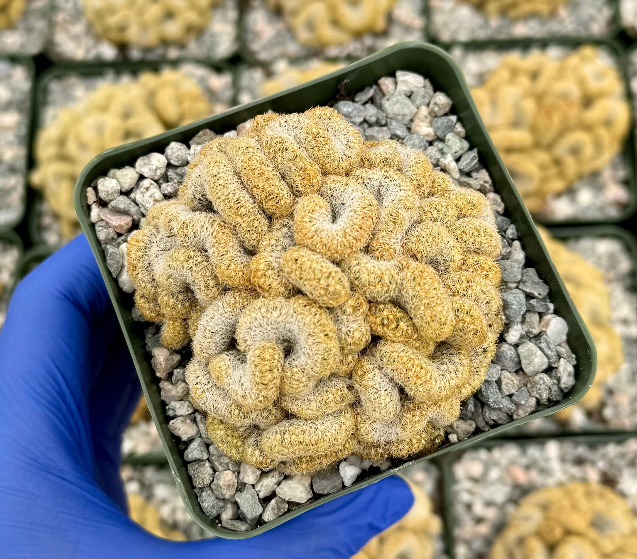 Brain Cactus | Mammillaria elongata Cristata | Rare Cactus in 4" pot